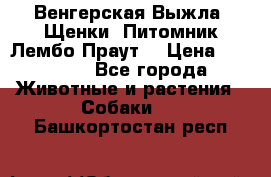 Венгерская Выжла. Щенки. Питомник Лембо Праут. › Цена ­ 35 000 - Все города Животные и растения » Собаки   . Башкортостан респ.